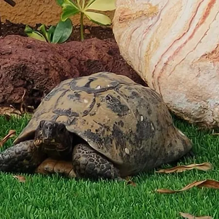 شقة La Casita De La Tortuga *